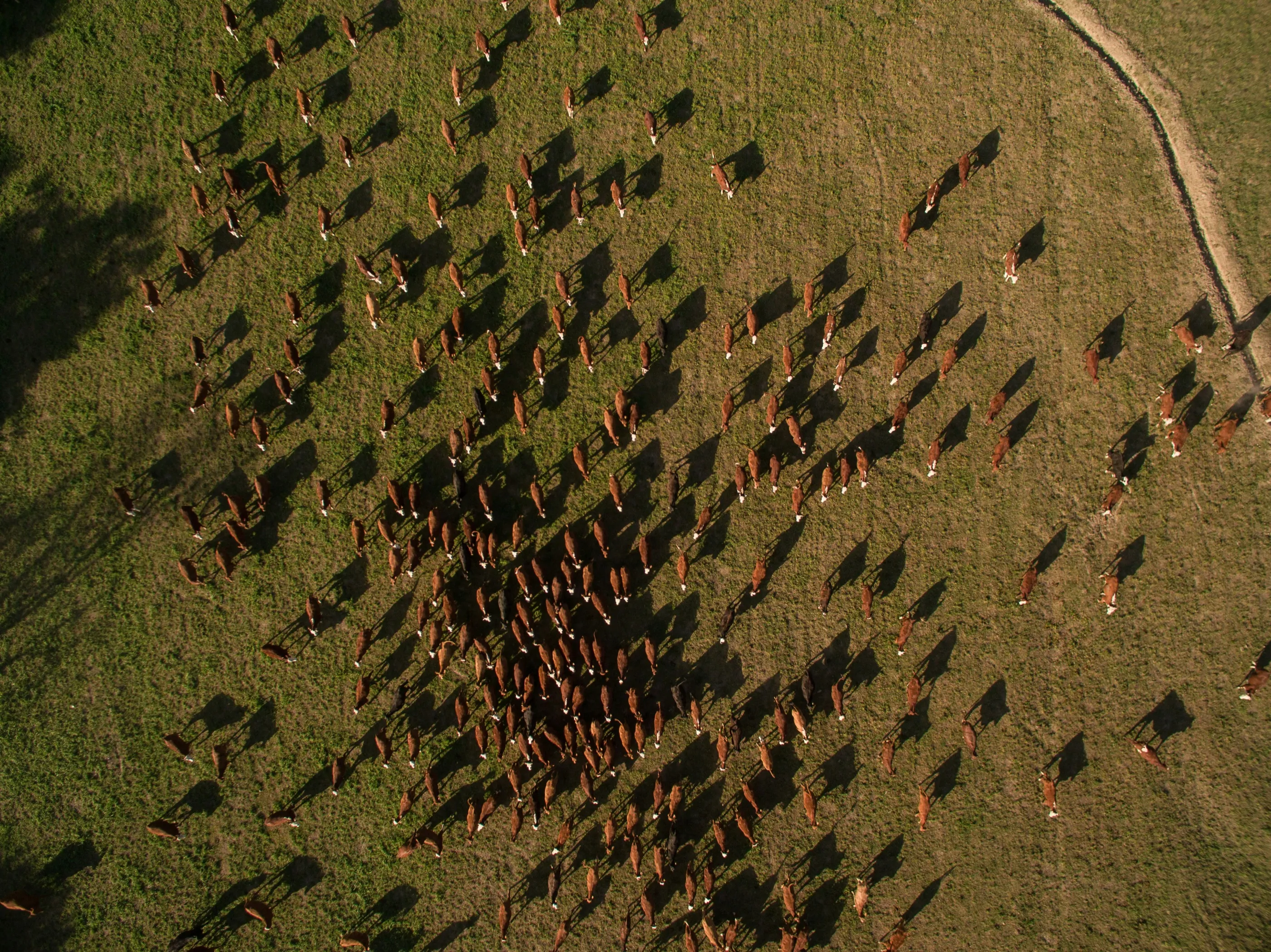 Aerial view of cattle grazing across a paddock